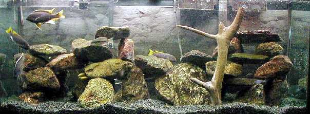 пример оформления аквариума