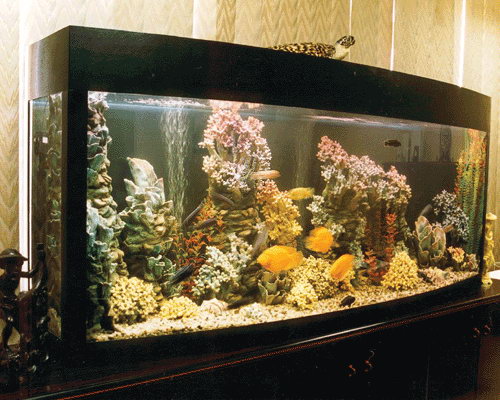 пример оформления аквариума