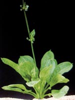 Эхинодорус мелкоцветный тропический (Echinodorus parviflorus "Tropica")