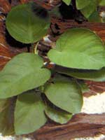 Анубиас Бартера широколистный (Anubias barteri "Broad leaf")