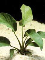 Анубиас крупноволнистый или Анубиас Бартера крупноволнистый (Anubias barteri "Sharp wavy leaf")