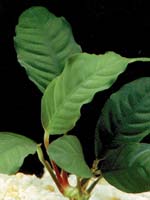 Анубиас кофейнолистный (Anubias barteri var. coffeefolia)