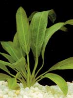 Эхинодорус Горемана зеленая форма (Echinodorus horemanii "Green")