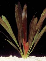 Эхинодорус Горемана красная форма (Echinodorus horemanii "Red")