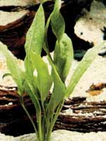 Эхинодорус мелкоцветный перуанский (Echinodorus parviflorus peruensis)