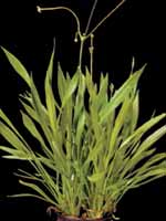 Эхинодорус нежный или Эхинодорус травянистый